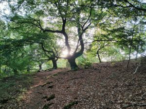 Hutewald Halloh