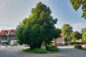 Marienlinde und Denkmal Christoph Bernhard von Galen