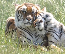 Erlebnis- und Tigerpark