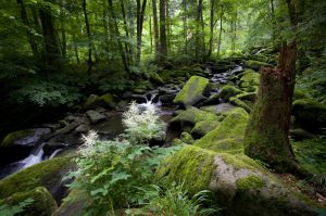 Saussbachklamm