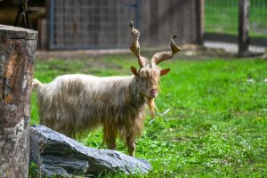 Wildpark Frankenhof
