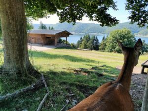 WildtierPark Edersee