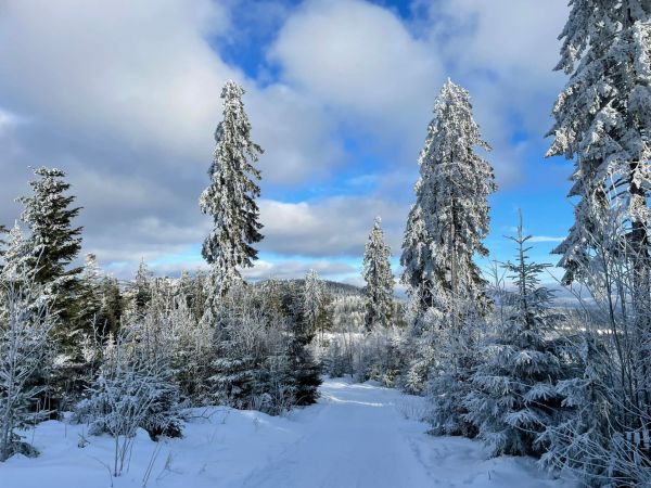 Bayerischer Wald